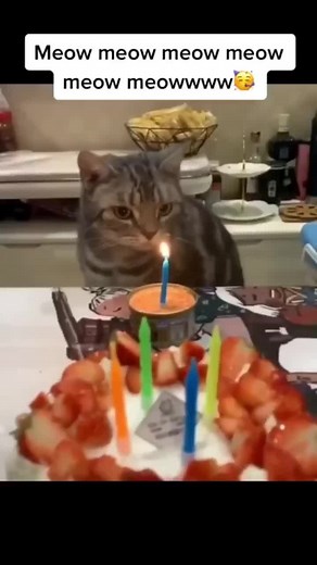 Cat Birthday Song Compilation | Cute and Funny Cat Videos