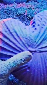 Colorful Powder explosions #asmrchalkgermany ##shorts #ytshorts #viralvideo #youtube