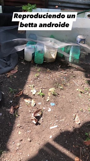 Como Reproducir peces betas androide en un tanque #bettas #androide #reproducir | Platino Bettas