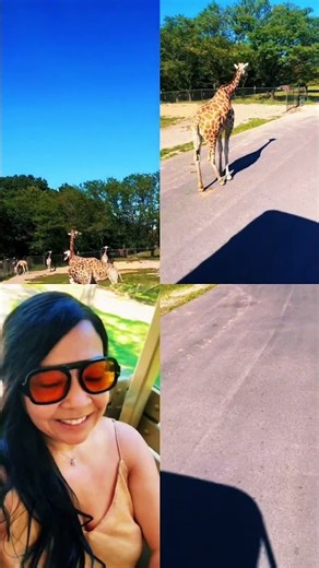 A beautiful encounter with nature 🦒❤️#jiraffe #naturelovers #wildlife #safari #usareels ❤️
