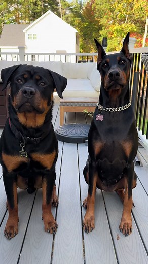 Adorable Rottie Dobie Mix Compilation
