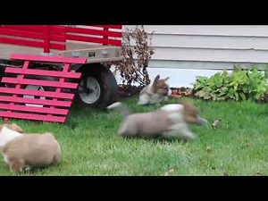 Welsh Corgi Mix Puppies For Sale