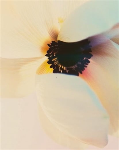 catarinamoranalua_single_white_anemone_with_black_center_dram_12213c55-0e22-4902-9957-901521ce1285_0