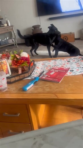 Future wrestling star 🌟 lmao 😂 | Debra Dectraze