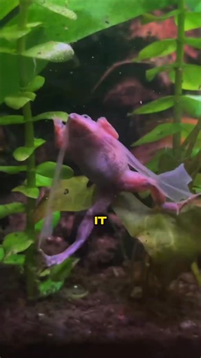 These animals shed their skin as a survival mechanism. #facts #reel #animals #animallife #wildlife | Animal facts | Facebook