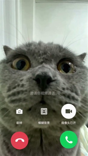 え、猫から着信！？無言の圧がすごすぎる件📞🐈