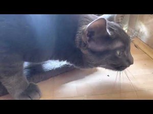 Cat coughs up hairball and farts really loud