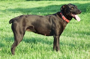 What is a Hangin Tree Cowdog - Dagley Ranch News