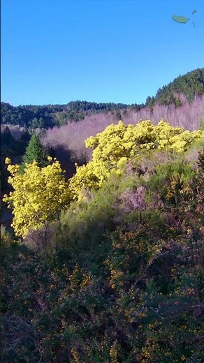 Awesome Yellow Wattle | Linda acácia amarela