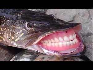 Perfectly Cut Screams 53