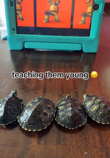 Exploring Teenage Mutant Ninja Turtles: Edits and Scenes