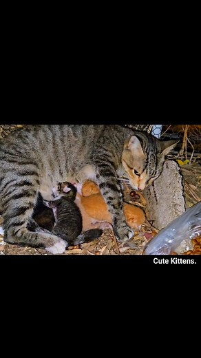19K views · 623 reactions | Mother Cat is Hungry, Newborn Kittens Meows. #viral | Cute Kittens | Facebook