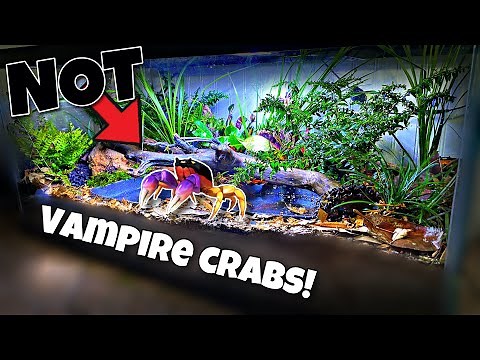 Breeding Vampire Crabs UPDATE! (Halloween Crabs)
