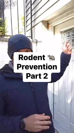 Homeowners, here’s how you can keep rodents at bay. #Rodents #RodentPrevention #Rodent #Mice #Rat | PestWorld