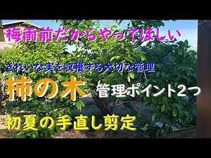 絶対押さえておきたい梅雨前に行う柿の木の管理ポイント２つ（初夏の手直し剪定ときれいな果実の作り方）