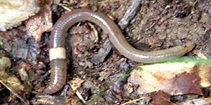 Jumping worms, the evil twin of earthworms, showing up in California