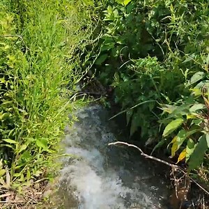 More beaver blockage in the drain pipe | Drain channel