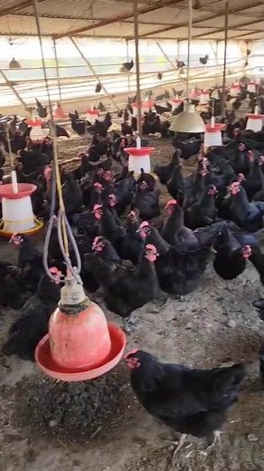 Black Astrolap birda available (egg laying) call me - 7015430197