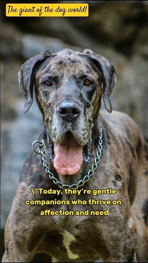 Great Dane Dog Breed Facts, Characteristics! #shorts #dog #dogbreeds