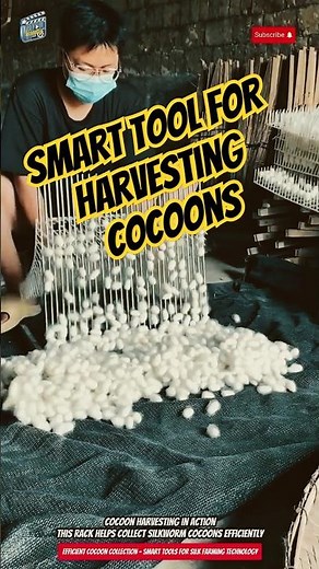 Efficient Cocoon Collection – Smart Tools for Silk Farming Technology