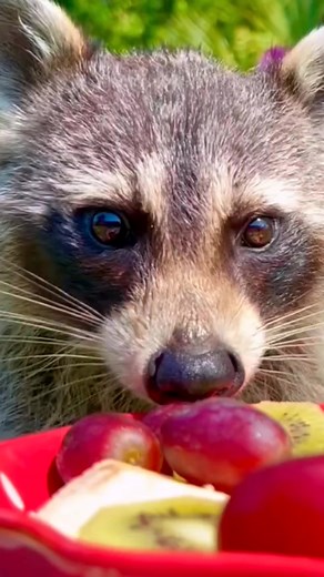 His little hands make me smile 😘😍 #raccoon #raccoons #raccoonsofinstagram #trashpanda #raccoonlove #raccoonlife #raccoonlover #wildlife #animals #babyraccoon #cute #rocketraccoon #raccoonbaby #raccoonofinstagram #raccooncafe #raccooneyes #raccoonmemes #nature #mapache #petraccoon #racoon #raccooncity #trashpandas #art #raccoonart #love #cuteanimals #waschb #pet #animal #memes #cuteraccoon #raccoondog #r #animallovers #photography #wildlifephotography #babyraccoons #funny #fox #naturephotograph