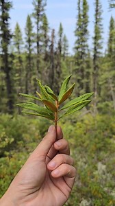 2.4K views · 134 reactions | Canada’s Most Natural Vitamin C Serum...