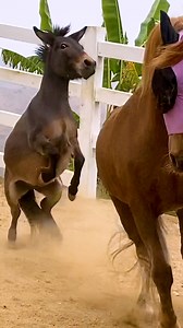 32-year-old rescue horse had no idea how to play... until a tiny tornado of a donkey forced him to! 😍 | The Dodo