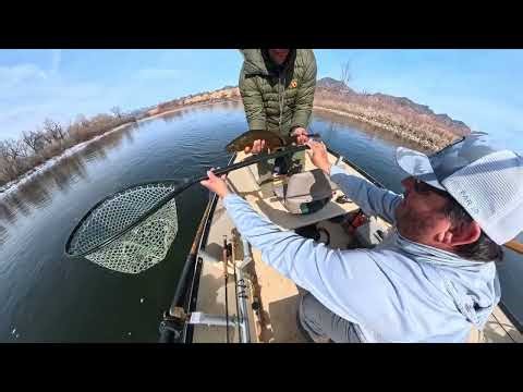 Big Colorado Brown Trout // CP Martinez // Colorado River
