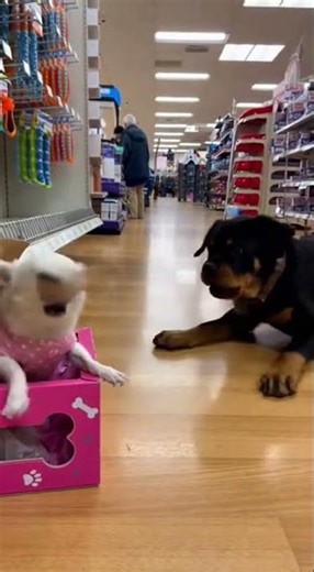 Secrets Behind Running a Successful Pet Shop