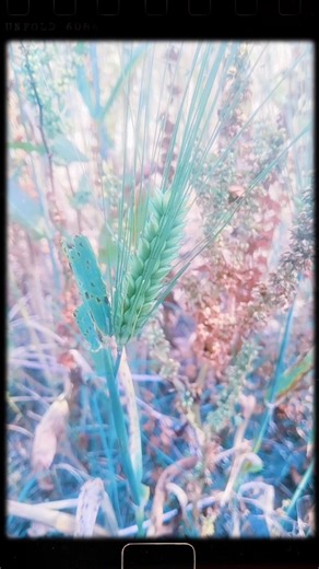 please 🙏🙏🥺🥺🥺🥺 likes and subscribe kro do viral video kardo na #youtuberlife #bestyoutuber #youtuber