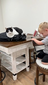 Willow is tired of Babysitting. She put him to work 😂 #3southerncatsandmomma #cat #comedyvideos #pet | Kristi W Cates