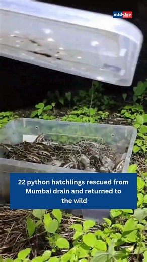 23K views · 108 reactions | A remarkable wildlife rescue story unfolded in Mumbai as 22 Indian Rock Python eggs discovered in a city drain have successfully hatched at a wildlife rehabilitation centre. The hatchlings, now healthy and thriving, have been safely released back into their natural habitat. Video credit: RAWW #IndianRockPython #MumbaiWildlife | MiD DAY | Facebook
