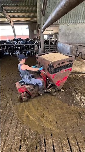 A DAY OF WORK ON THE COW FARM 🐄🚜