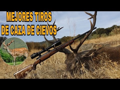 TOP 14 MEJORES TIROS DE CACERÍA DE CIERVOS CAZA MAYOR - CAZA Y MÁS