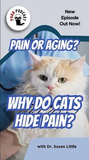 What Chronic Pain Actually Looks Like in Cats with Dr. Tamara Grubb - Purr Podcast Episode 242