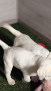 • We hope you enjoy this sprinkle of happiness🤍🥰 • • • • • #englishlabrador #puppy #puppyplaytime #whiteenglishlab #labbreeder #labrador #fyp #fypage #englishlab #whitelab #lablove #labradorphotography | Hickory Bluff Labradors LLC