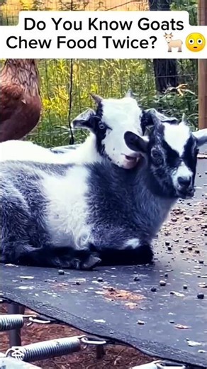 Why Goats Chew Their Food Twice Shocking Goat Fact Explained! #ceekmedia #shorts