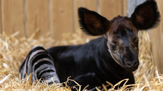 Dublin Zoo reveal birth of ‘rare and endangered’ okapi calf with adorable snaps