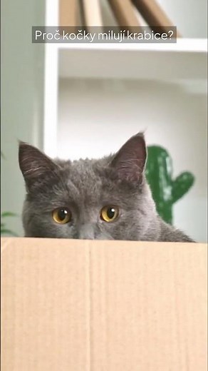 Proč kočky milují krabice?
