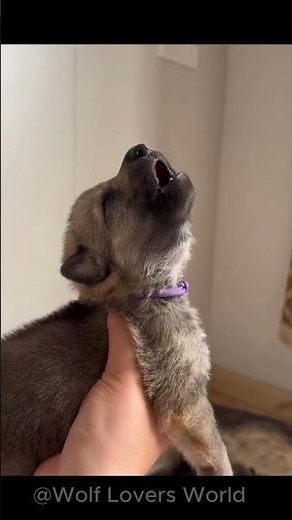 The Cutest Moments of These Adorable Wolf Pups 🐺 #WolfPups #WolfCubs #Wolf #GreyWolf #Shorts