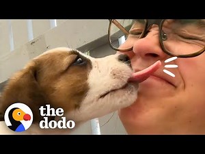 Woman Saves Hundreds Of Island Puppies Every Day | The Dodo Heroes