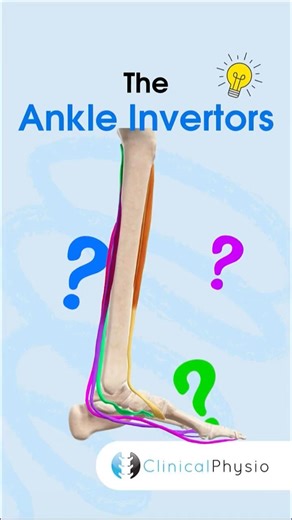 Ankle Invertors #physicaltherapy #physiotherapy #anatomy #muscleanatomy