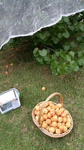 Apricot in our garden. #apricot #apricottree #harvesting #fruits #fruitlover #gardenfruit | MariaPeter Green