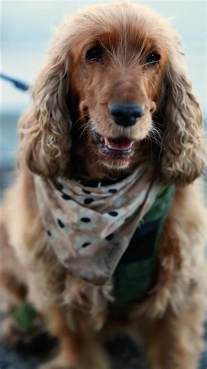 This Cocker Spaniel Could Swim All Day! 🌊