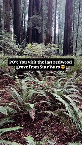 The last grove of the Forest Moon of Endor 🌲 In Northern California you can find the last fully intact location used for filming the Return of the Jedi. This location was used for the speeder chase while Luke and Leia escaped Scout Troopers on the Forest Moon of Endor. This is a must see redwood grove that you can add to the Avenue of the Giants and it is a must see for Star Wars fans. Please leave no trace so the next generation can enjoy this gem! | Californian Views