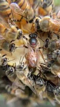 Is There Actually Bee Poop In Your Honey?