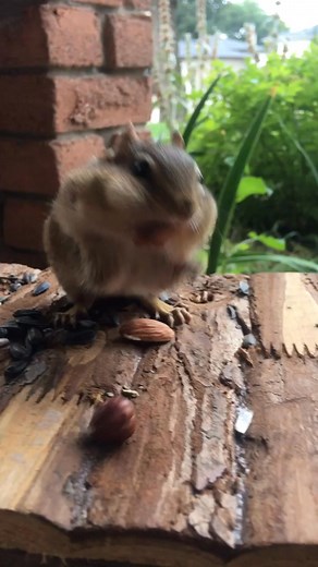 Chipmunks sound SO cute stuffing their cheeks! | Cheekychipes | Facebook