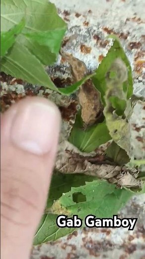 Gagamba Hunting Fresh na Fresh tigrehang puti at orange. #gagamba #viralvideo #shorts