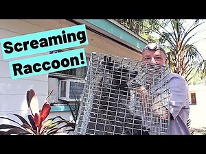 Screaming raccoon in attic in St Petersburg, FL