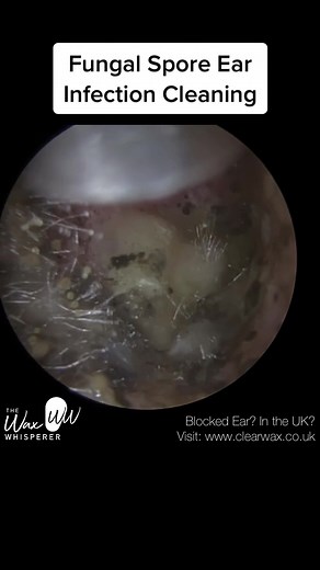 The Wax Whisperer on TikTok